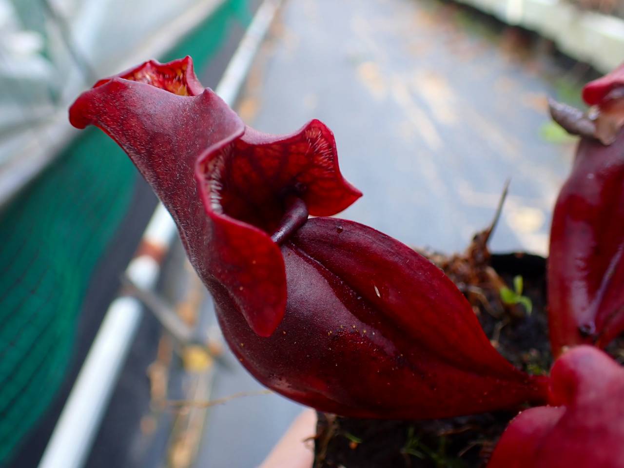 G266 S. purpurea ssp. venosa (伊勢花菖蒲園選別丸形株 No.16) MS
