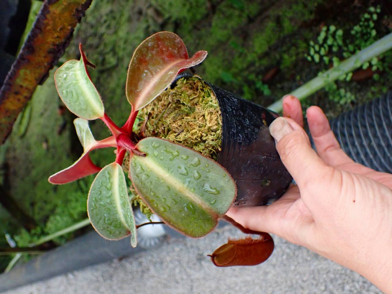 Y866 1-3 N. (truncata x peltata) x lowii #NNN - Y's Exotics （山田