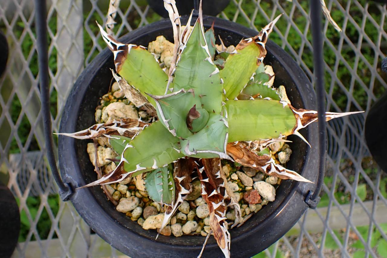 Y874 4-1 Agave titanota dwarf | Y's Exotics （山田食虫植物農園）