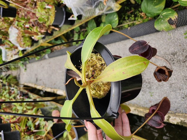 G842 1-2 N. jaquelineae x lowii - Y's Exotics （山田食虫植物