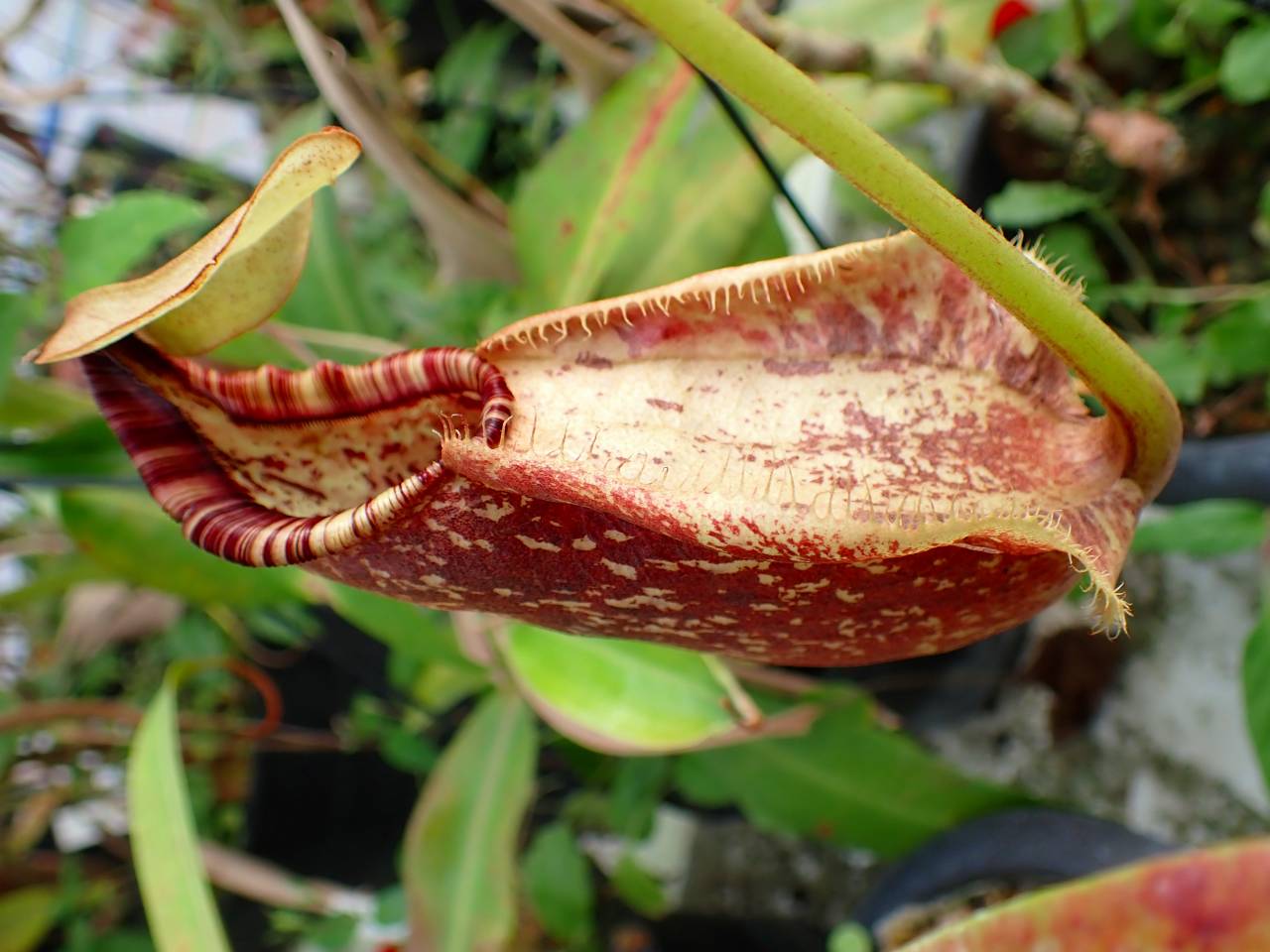 J632 5-1 N. rafflesiana S-23 - Y's Exotics （山田食虫植物農園）