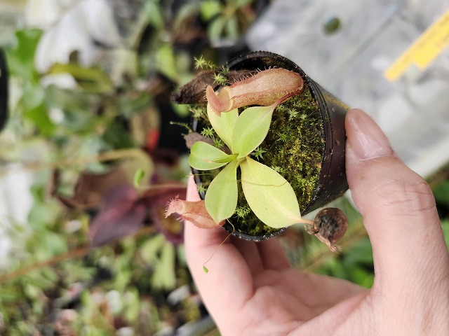 Y158 1-4 N. ventricosa Mt. Mayon x rajah #NNN | Y's Exotics （山田