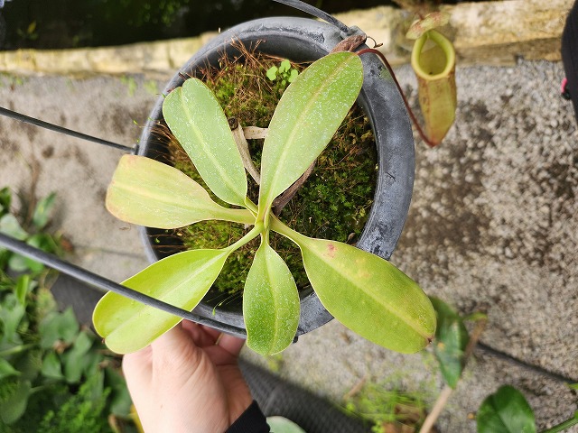 G945 1-3 N. burbidgeae x sibuyanensis BE - Y's Exotics （山田食虫