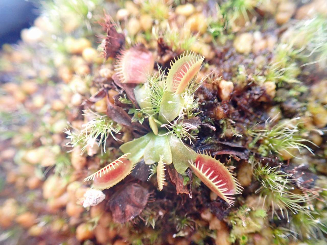 P164 5-2 Dionaea muscipula (extra giant) Clone BCP 16-01 [BCP ID
