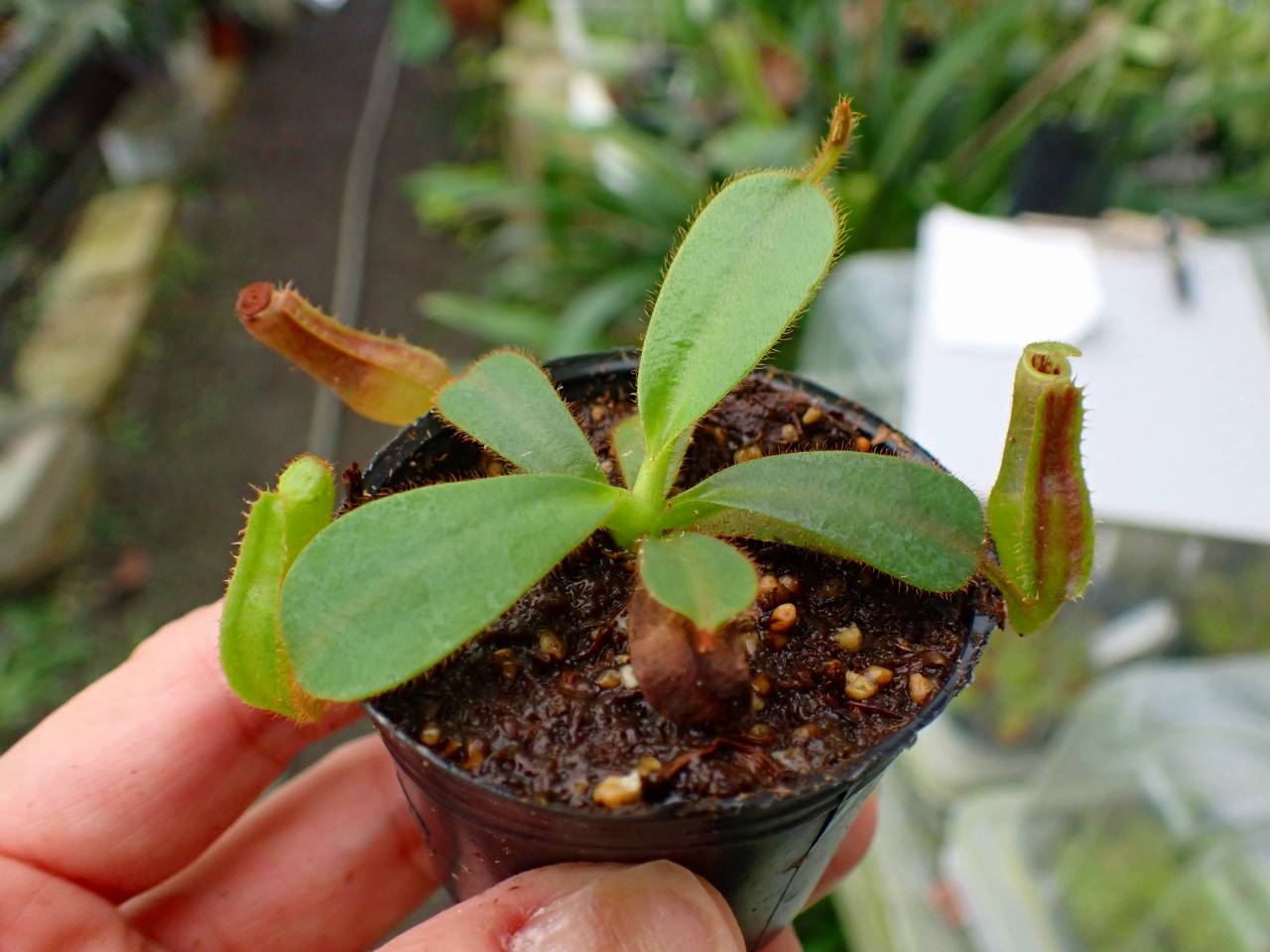 G841 3-2 [YA-129] N. veitchii H/L Murud Y's Lab - Y's Exotics