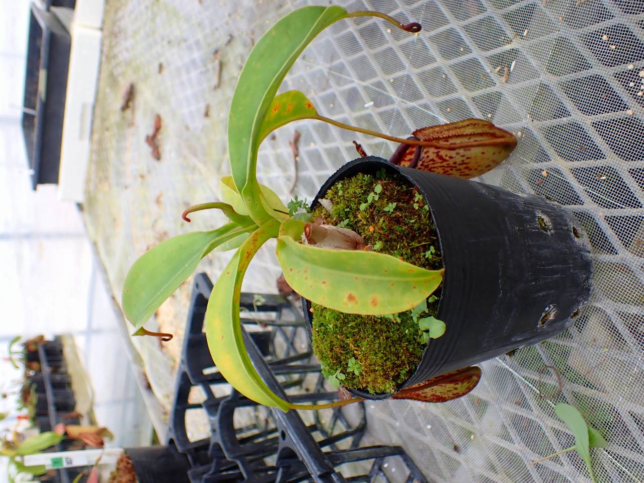 Y801 4-1 N. sibuyanensis x maxima (i) EP - Y's Exotics （山田食虫