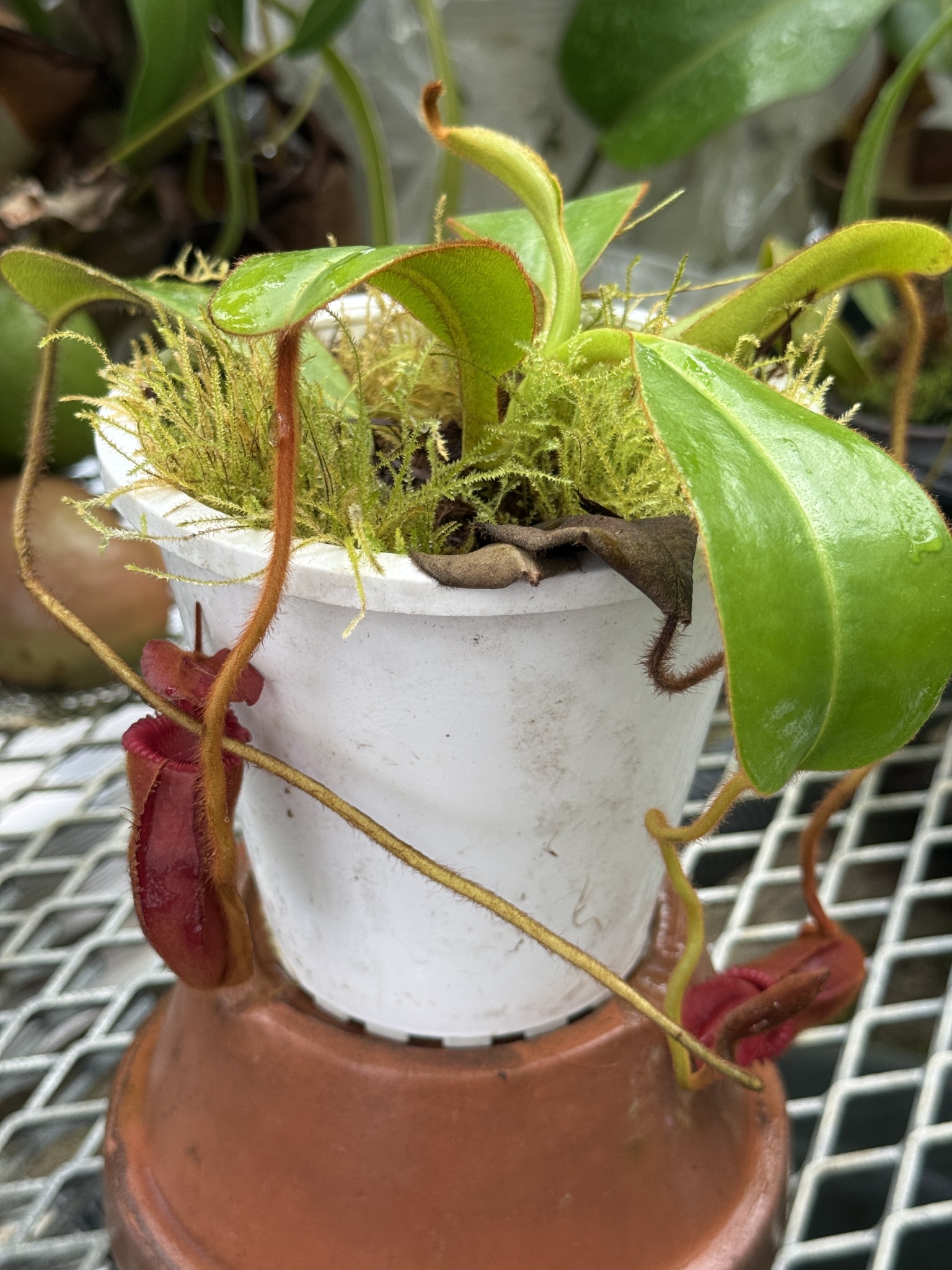 N.xharryana Tambuyukon - Y's Exotics （山田食虫植物農園）