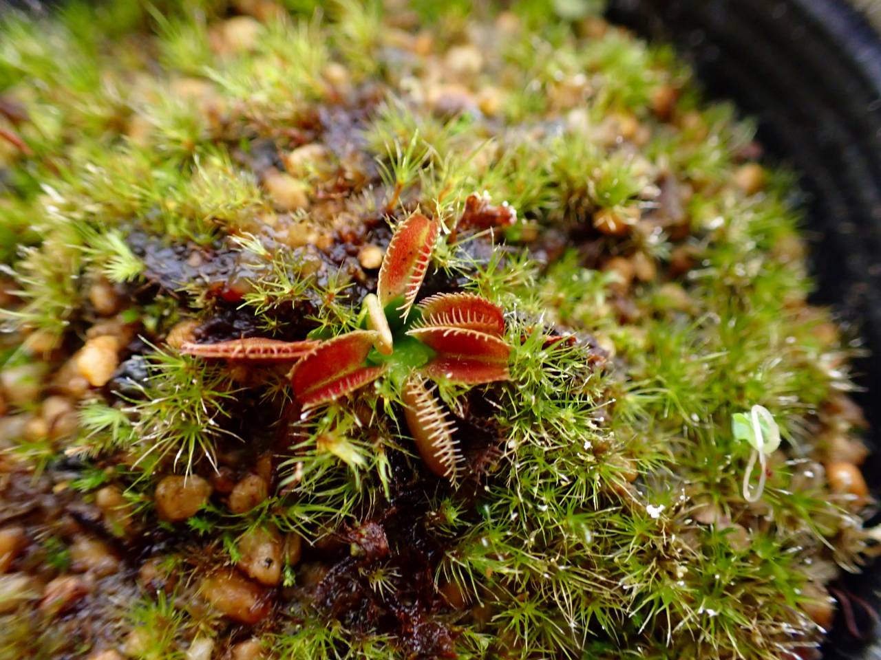 G779 5-2 Dionaea muscipula 