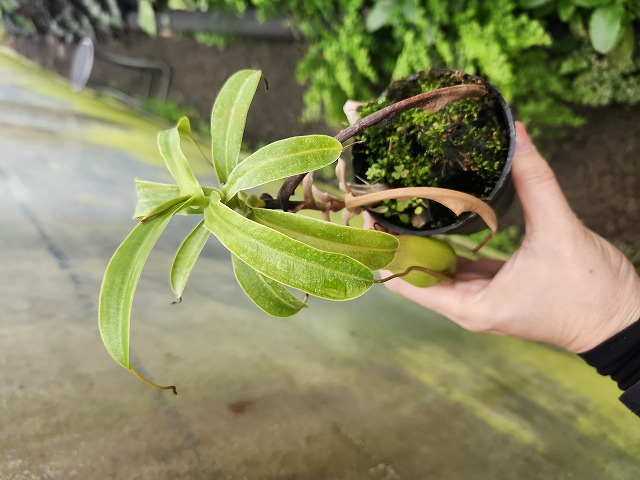 G962 1-4 N. ventricosa Mt. marinao #NNN - Y's Exotics （山田食虫