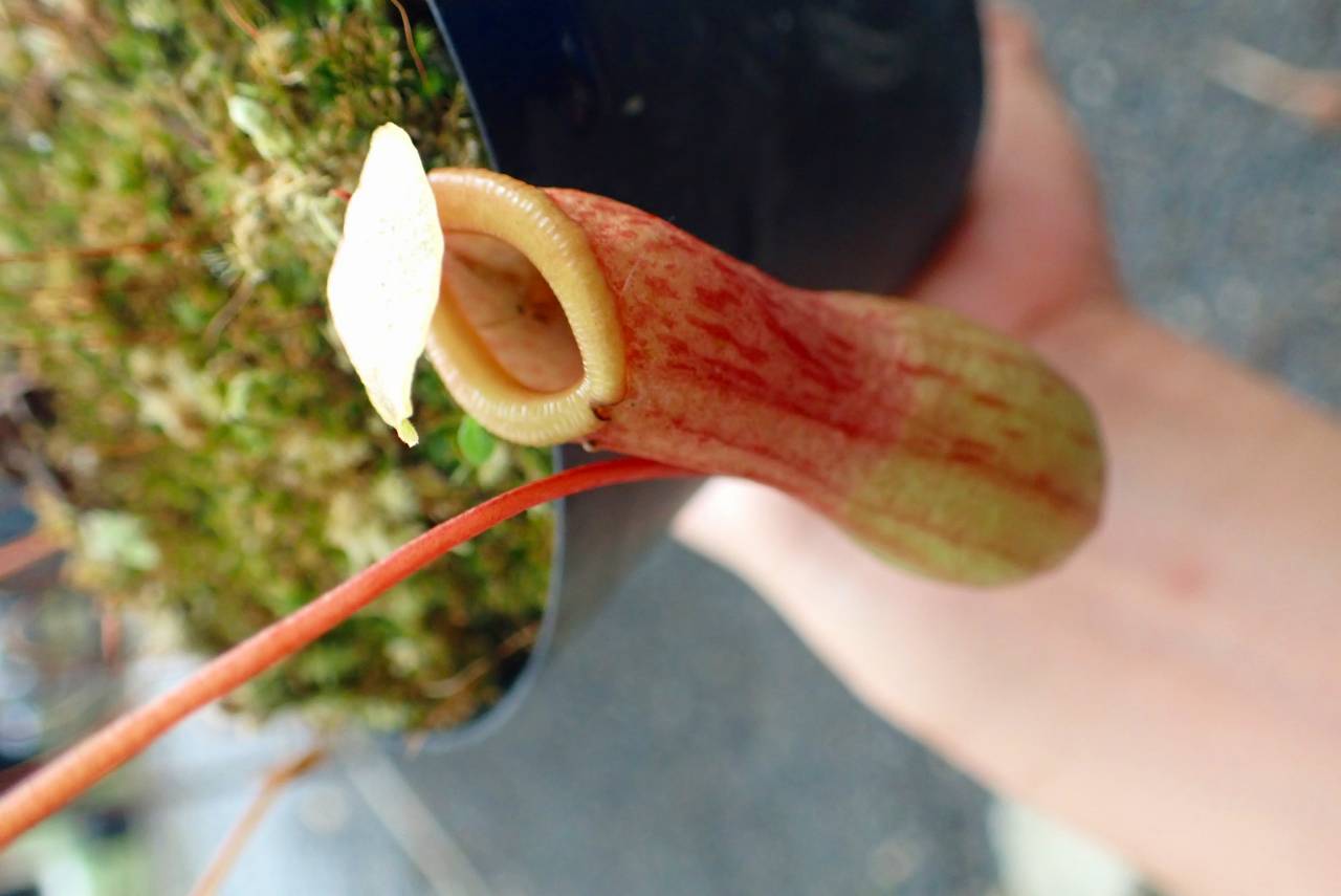 R225 5-2 N. ventricosa red seedling | Y's Exotics （山田食虫