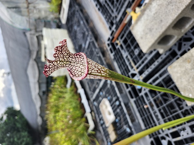超激レアハイブリッド②JEREMY選抜　オアハカ＆ホリダ子株 P4182ura S. Hybrid Y's - Y's Exotics （山田食虫植物農園）