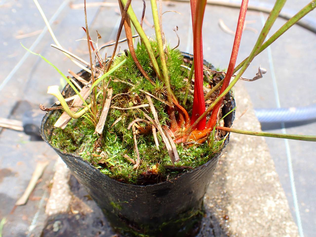 R344 3ura S. Hybrid Y's - Y's Exotics （山田食虫植物農園）