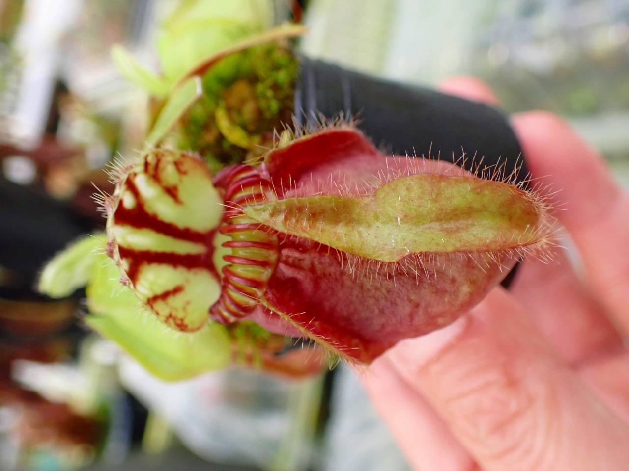 Y440 1-1 Cephalotus seedling of Hummer's Giant 11 BCP - Y's