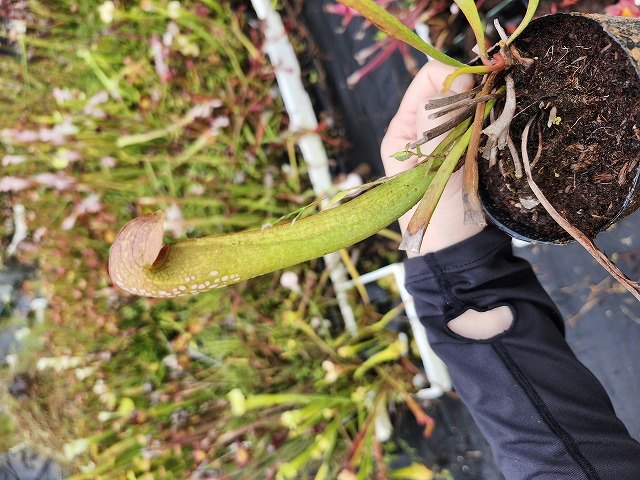 その他観葉植物 acetedyamada Aglaonema pictum tricolor 西スマトラ産のワイルド個体 | 希少