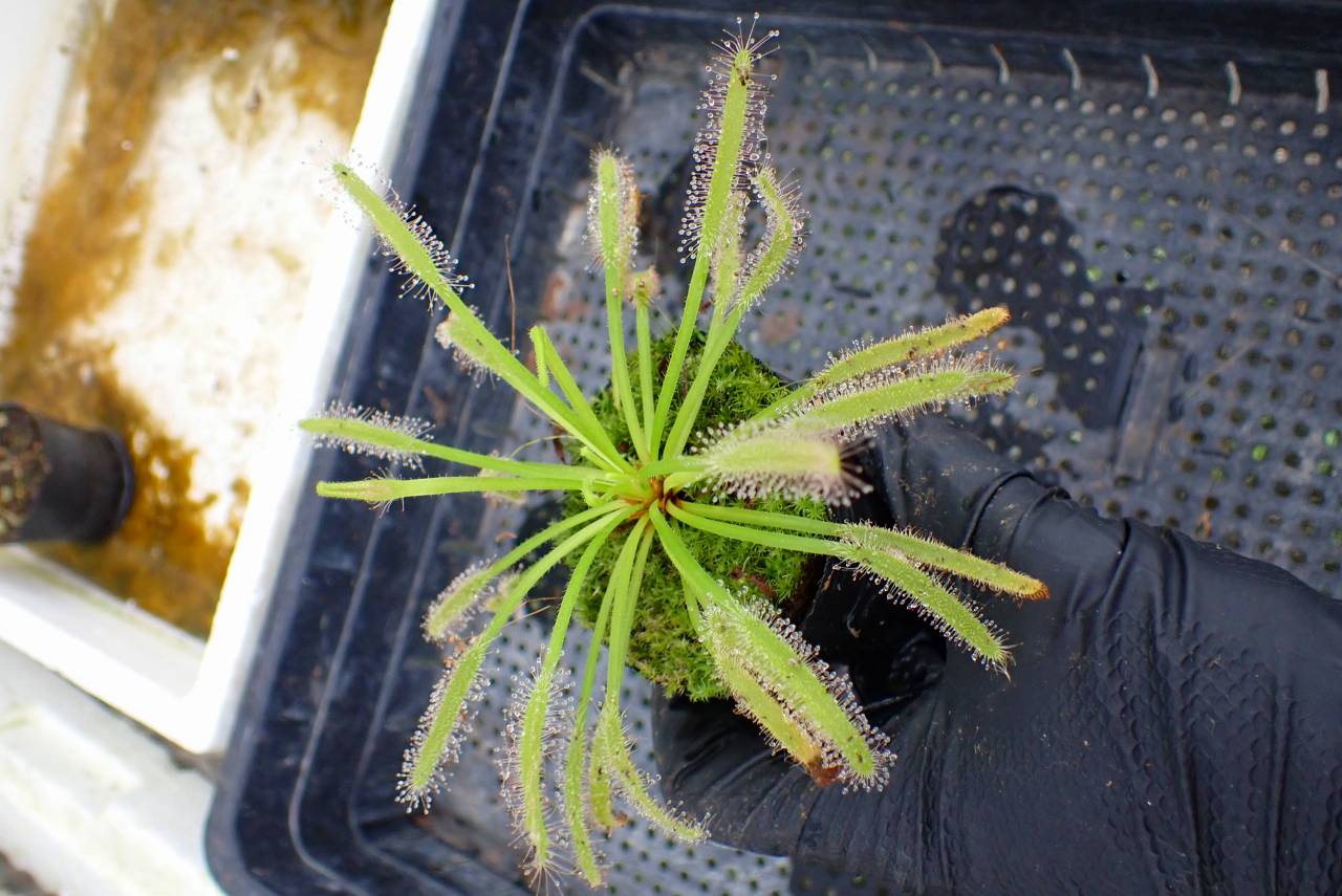 G190 4-1 D. capensis alba x crested nature Y's | Y's Exotics