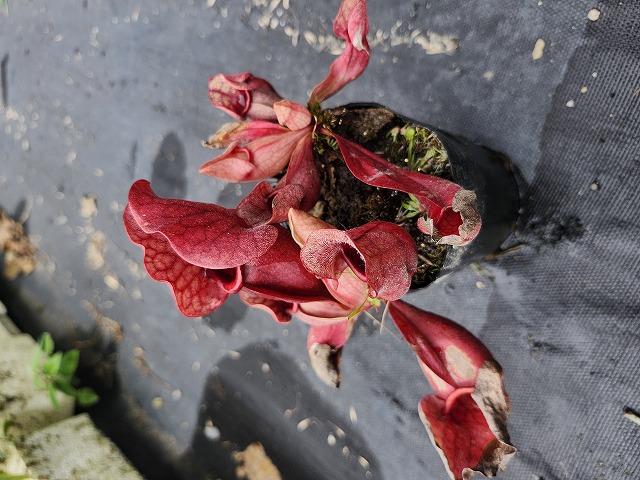 Y147 S. purpurea ssp. venosa (dark red flower) Y's | Y's Exotics