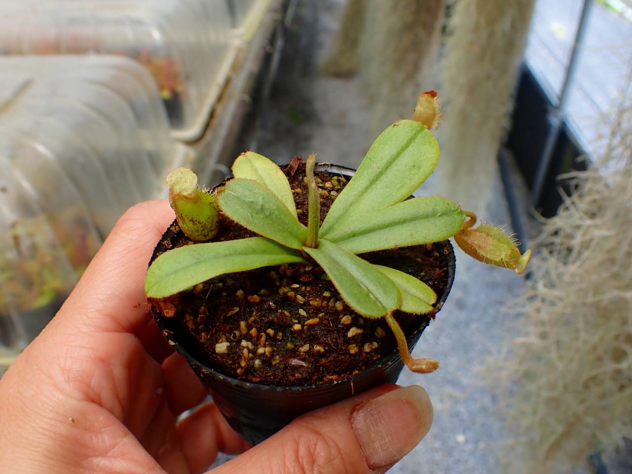 G770 5-1 [YA-29] N. vieillardii Mt. Kagnis Giant Y's Lab - Y's