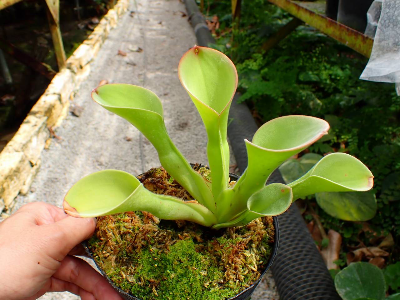 E560 1-1 H. exappendiculata (Apacapa Tepui) AW - Y's Exotics