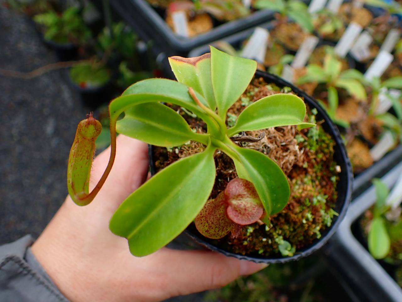 R401 5-3 #BBB N. Kihachijo 一正園 - Y's Exotics （山田食虫植物農園）