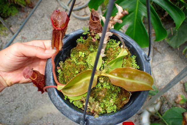 広島羅本 牛乳植物 羅本製所 COPIAPOA MONSTER ソフビ ランタン ソフビ製ともだち初号機 (Hierophant Green Prototype) | 多肉
