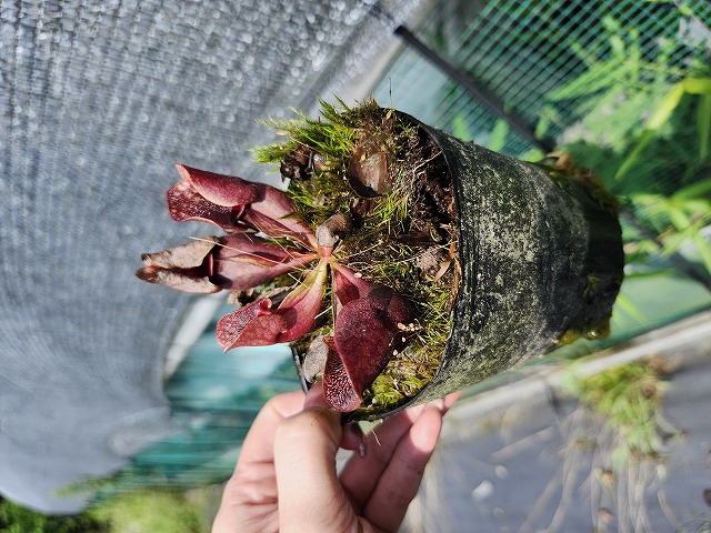 Y610 S. purpurea ssp. venosa (伊勢花菖蒲園 選別丸形株 No.56