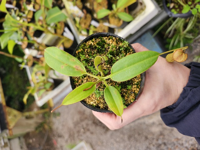 R625 1-2 N. mindanaoensis No,2 山本 - Y's Exotics （山田食虫植物農園）