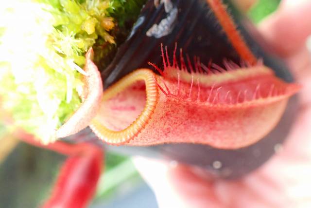 J548 1-3 N. veitchii Bario yellow peristome x villosa