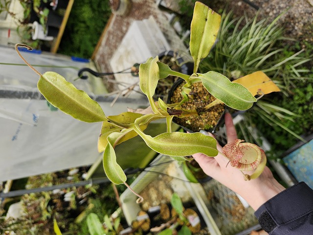 P607 1-2 N. maxima wavy leaf (seedling) Y's - Y's Exotics （山田食