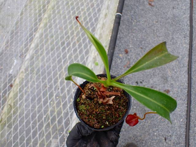 Y614 5-3 N. [(thorelii x rafflesiana) x thorelii squat] x lowii