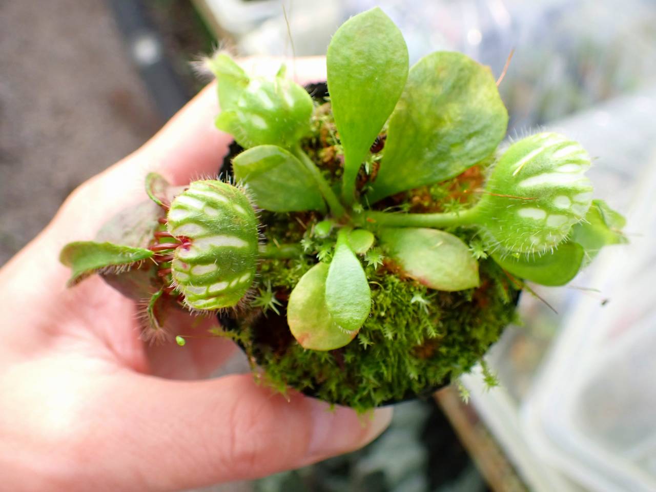 Y831 1-1 Cephalotus follicularis `German Giant' C.C - Y's Exotics