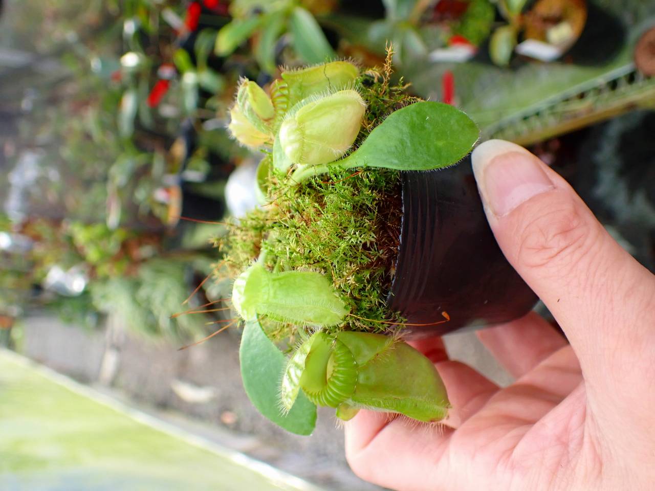 Y270 1-1 Cephalotus seedling of Hummer's Giant 01 BCP - Y's