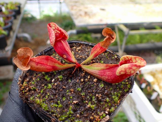 E560 4-1 S. purpurea ssp. venosa var. burkii `Giant' CK | Y's