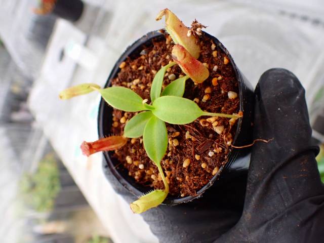 Y560 5-1 N. rajah x xharryana Kinabalu Y's Lab | Y's Exotics
