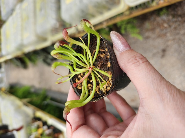 食虫植物　Darlingtonia californica ダーリングトニア ダーリングトニア・カリフォルニカ・Darlingtonia californica