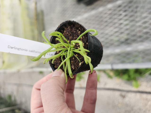 Y133 2H Darlingtonia californica Y's Lab - Y's Exotics （山田食虫