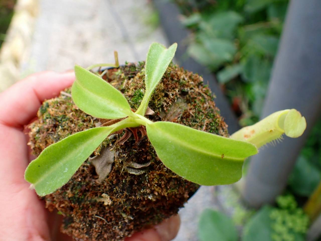 E550 1-1 N. maxima wavy stem x maxima (d) Sulawesi green Y's - Y's