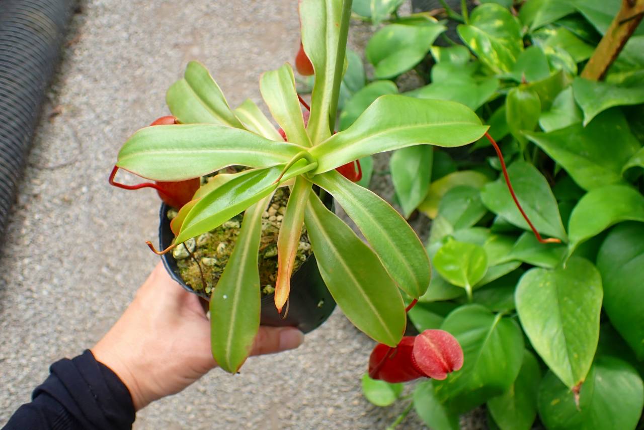 G903 1-4 N. (ventricosa x sibuyanensis-giant) x Sabre `Dark
