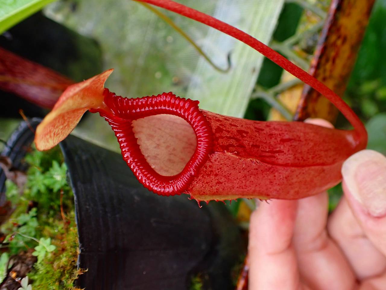 G343 1-4 N. (ventricosa x sibuyanensis)-giant x {[ventricosa x