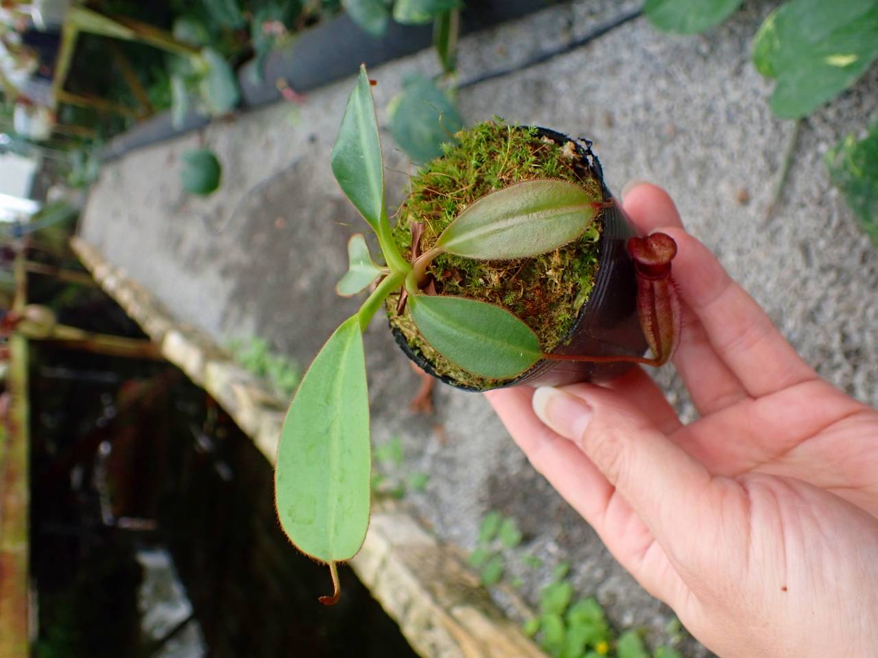 J203 1-2 N. rajah x ephippiata #NNN - Y's Exotics （山田食虫植物農園）