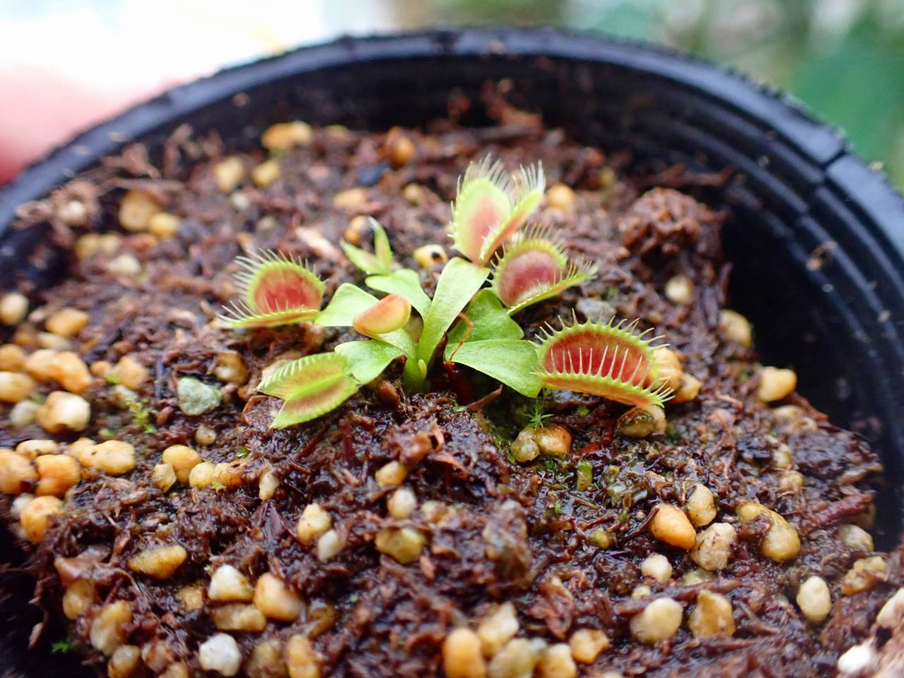 R182 5-2 Dionaea muscipula `BCP clone aka G16 Slack Gianat' [BCP