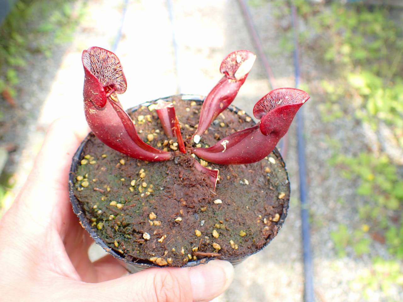G028 4-1 S. purpurea ssp. purpurea (typical) CK - Y's Exotics
