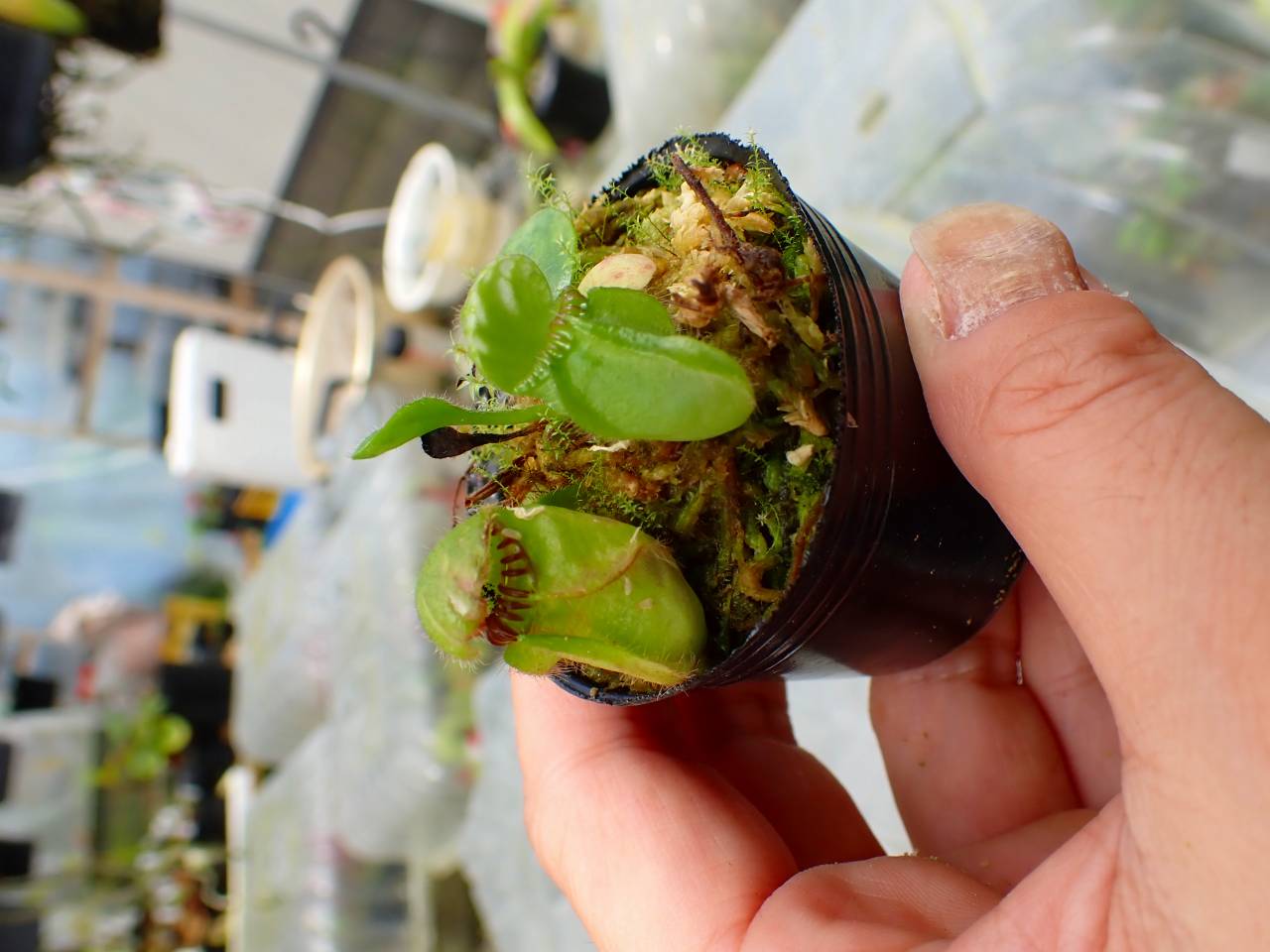 E137 1-1 Cephalotus follicularis [seedling of Hummer's Giant} [BCP