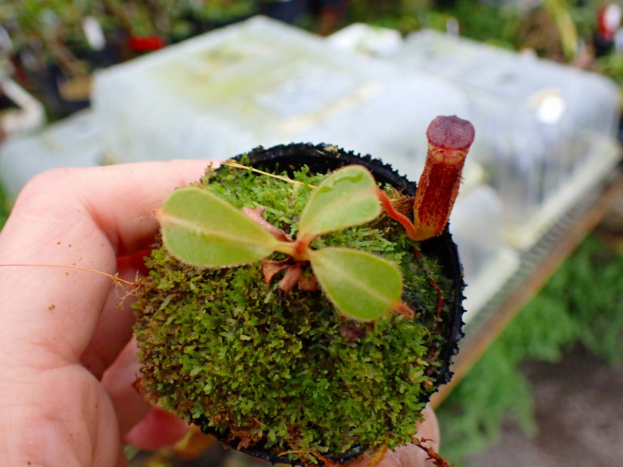 Y545 1-2 N. vogellii x lowii #NNN - Y's Exotics （山田食虫植物農園）