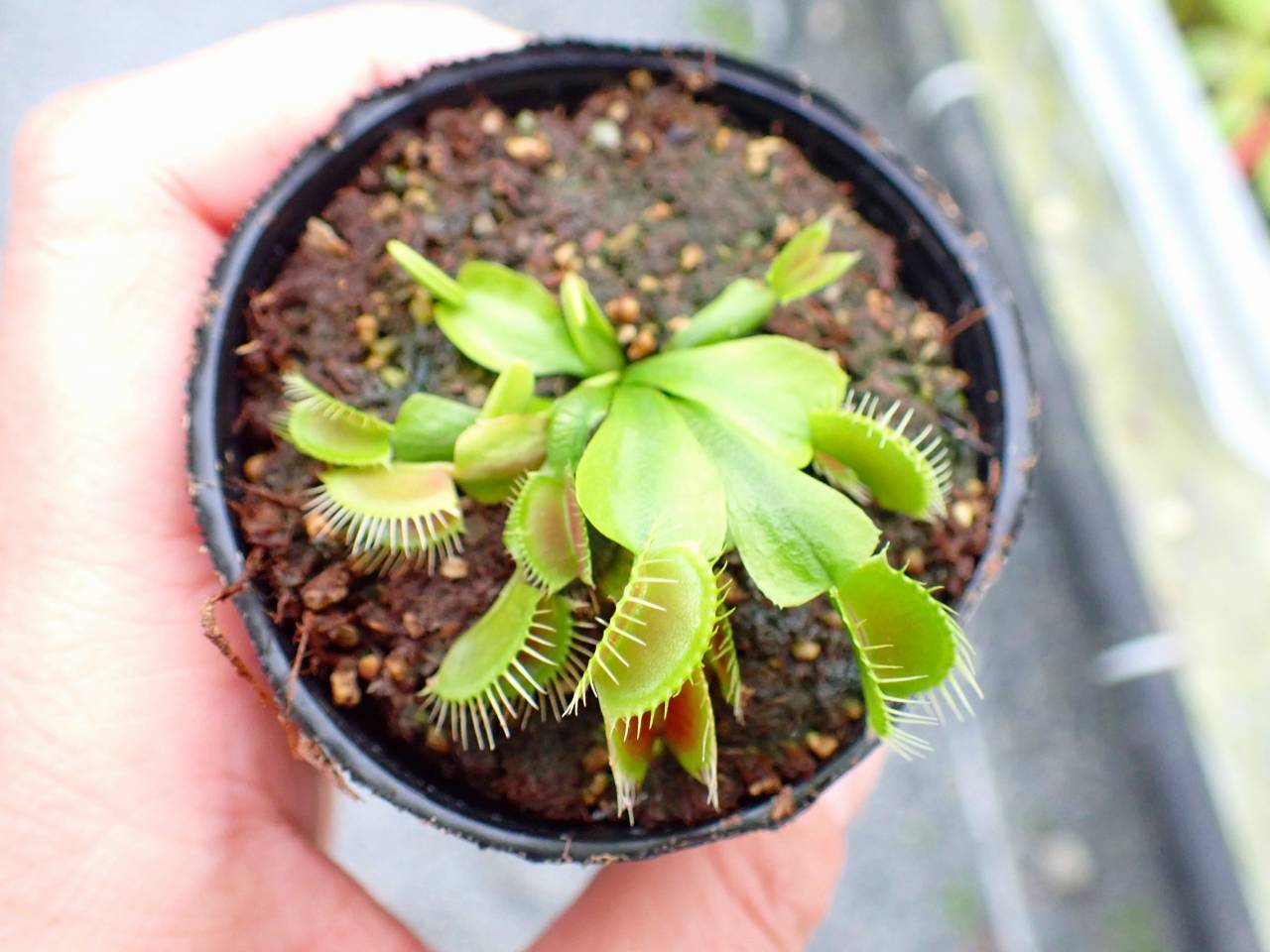 G158 5-1 Dionaea muscipula South-West Giant Y's Lab - Y's G158 5-1 Dionaea muscipula South-West Giant Y's Lab - Y's