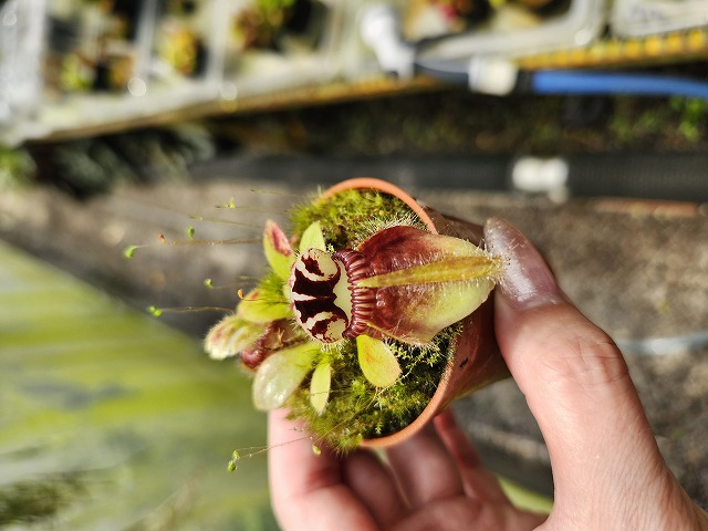 R142 1-1 Cephalotus follicularis very nice dark clone CS