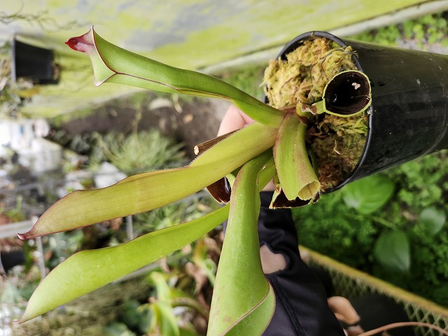 G274 1-1 H. purpurascens clone28 {Patari Tepui, Venela} BCP - Y's