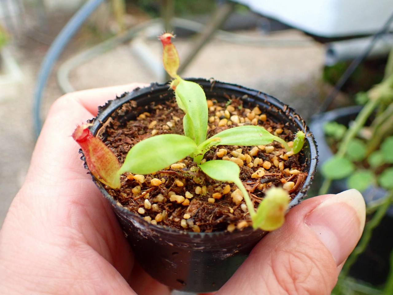 E150 1-2 N. (truncata x ephippiata) x macrophylla #NNN - Y's