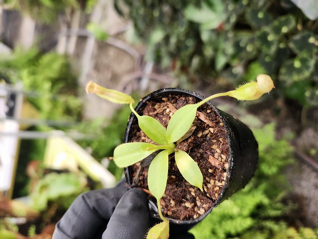 E564 1-4 N. rajah x xharryana Tambuyukon Y's Lab - Y's Exotics