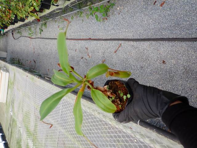 Y893 5-3 N. burkei x truncata EP | Y's Exotics （山田食虫植物農園）
