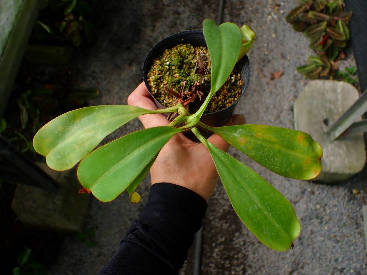 エビ吉さま G012 3-2 N. veitchii Bario TH - Y's Exotics （山田食虫植物農園）